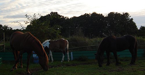 Unsere Pferde am Abend